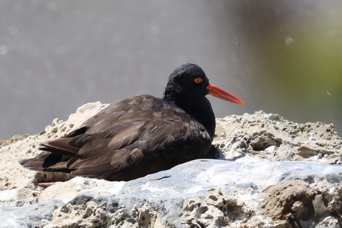 Black Oystercatcher - ML641779486