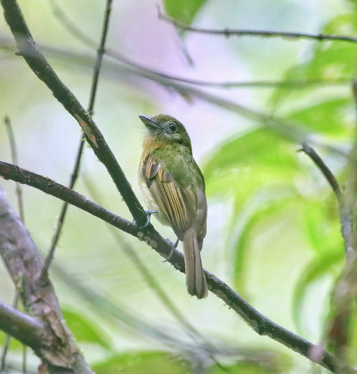 Fulvous-breasted Flatbill - ML641779487