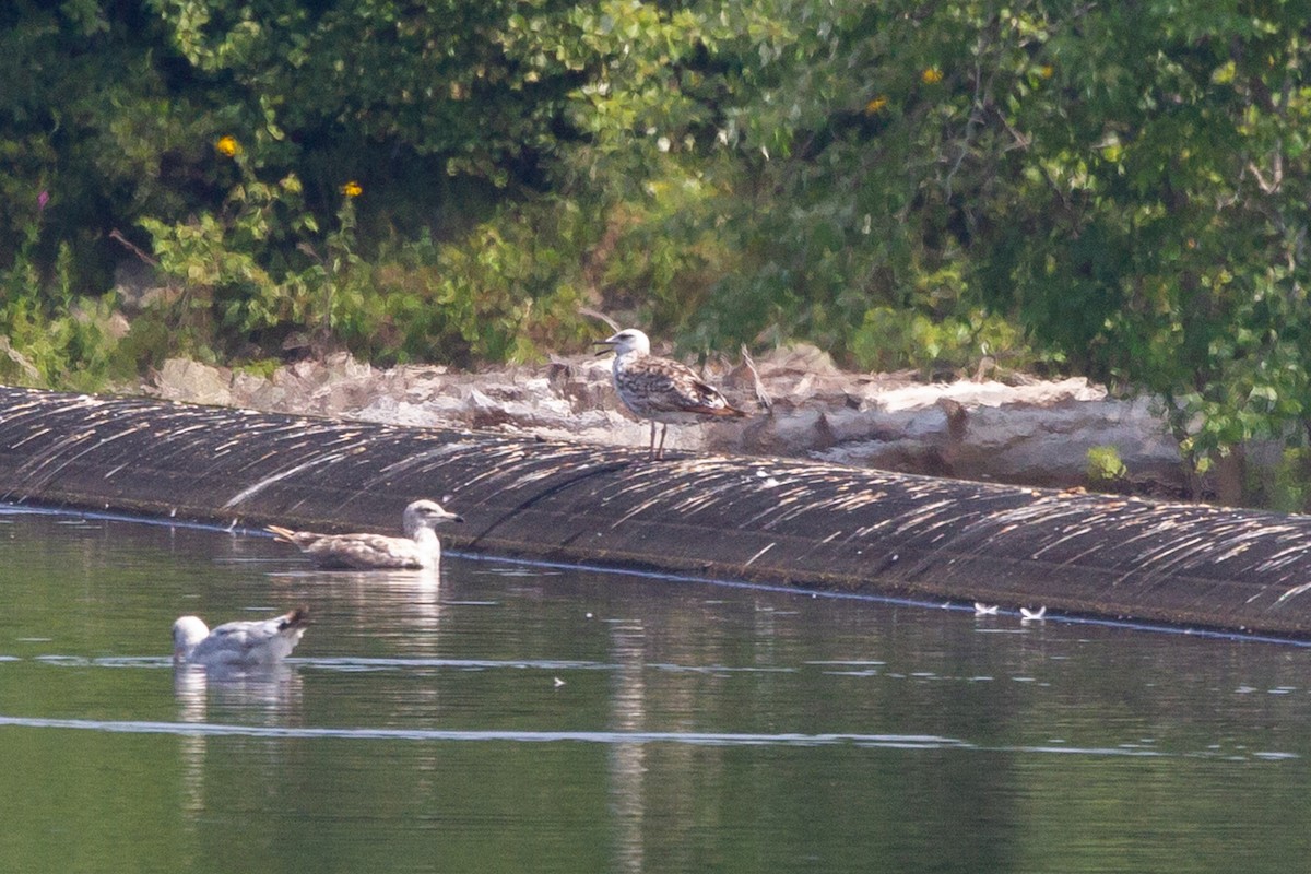 Бэсрэг цахлай - ML641779500