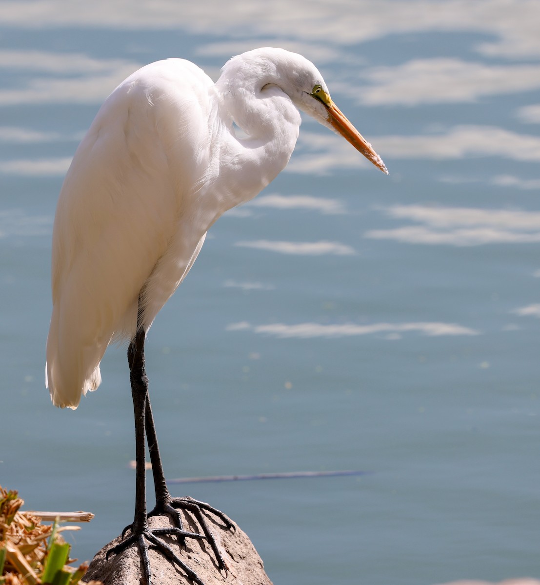 Great Egret - ML641779505