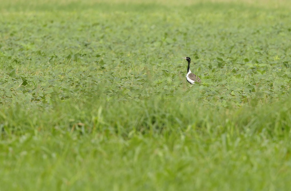 Outarde passarage - ML641779510