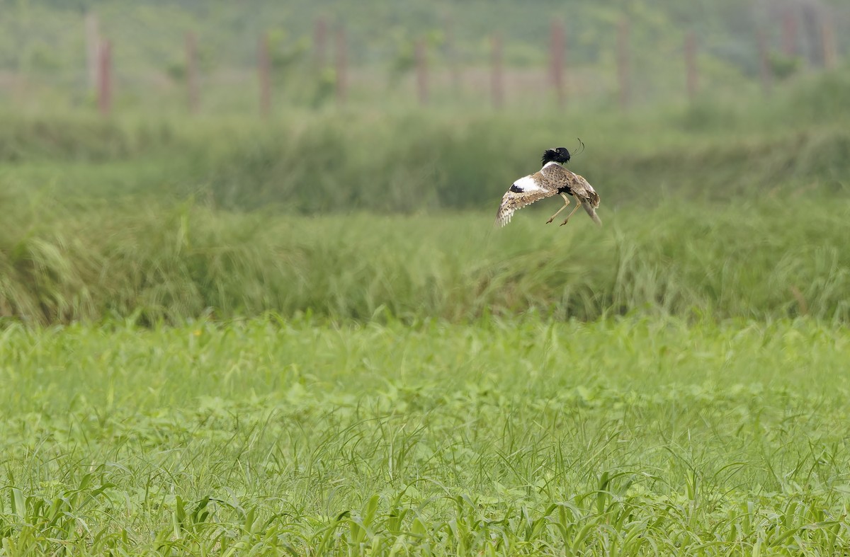 Outarde passarage - ML641779511