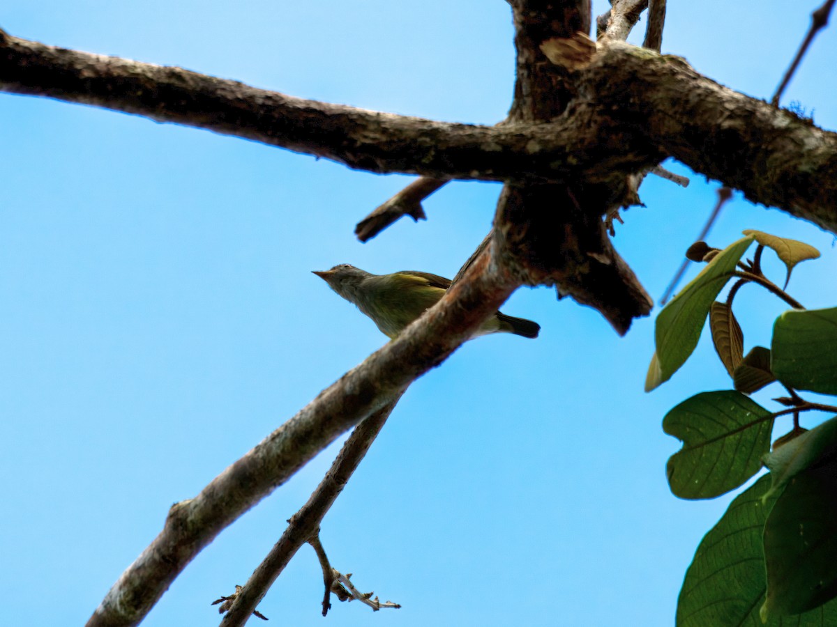 Obscure Berrypecker - ML641779550