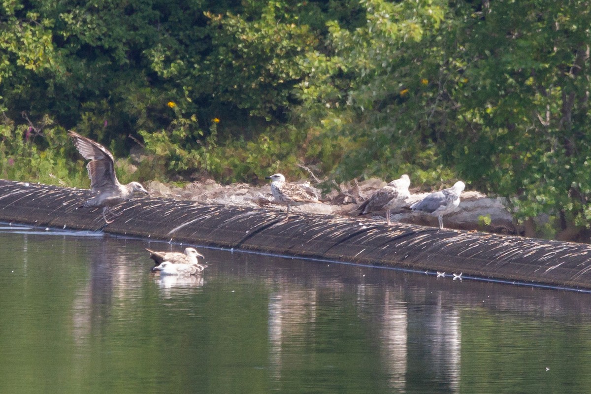 Бэсрэг цахлай - ML641779562