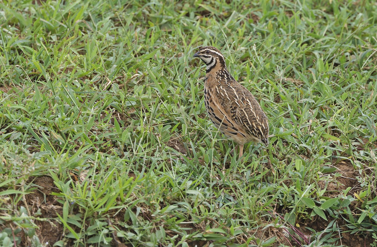 Codorniz Coromandélica - ML641779595