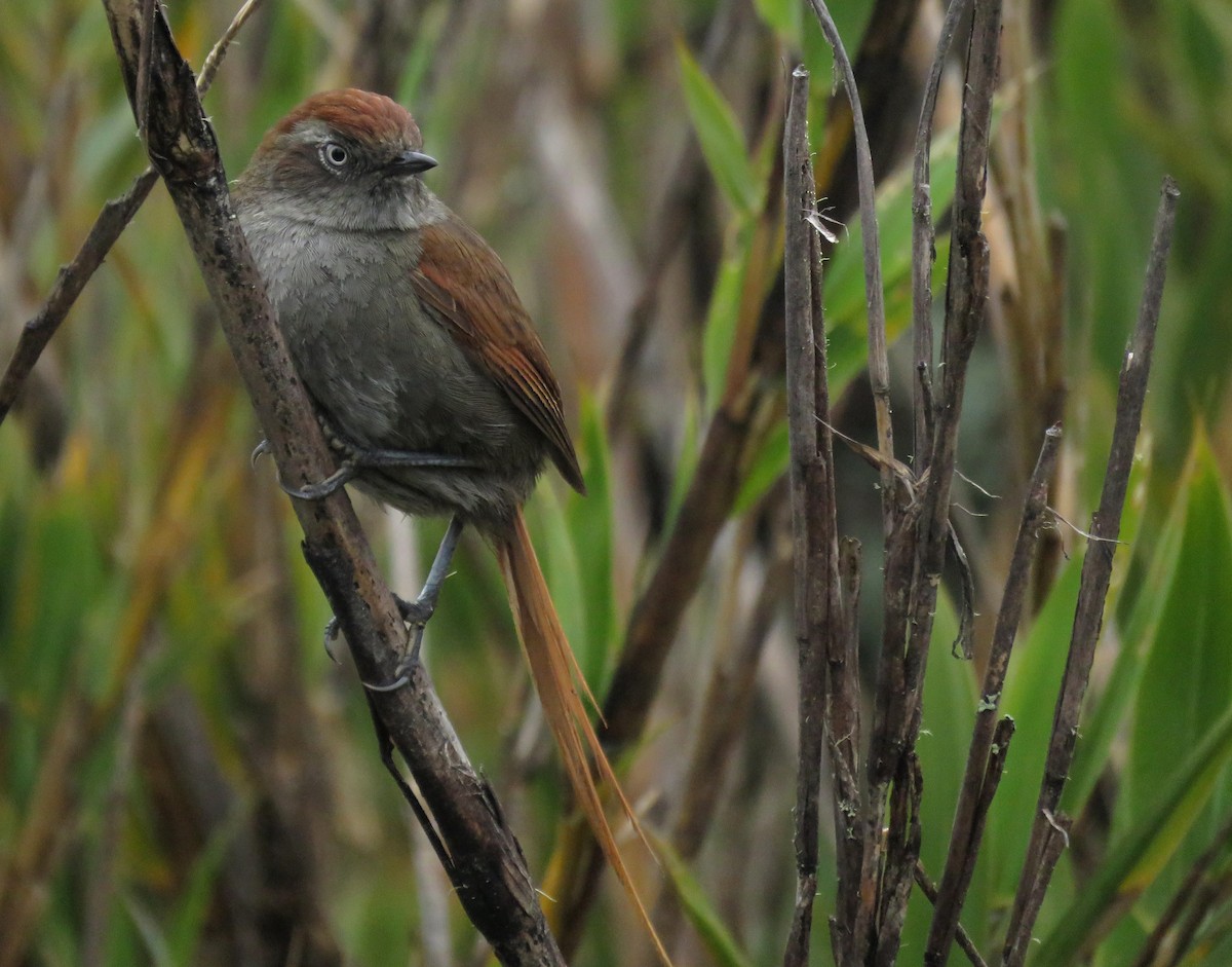 White-chinned Thistletail - ML641779617