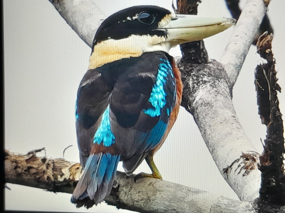 Rufous-bellied Kookaburra - ML641779624