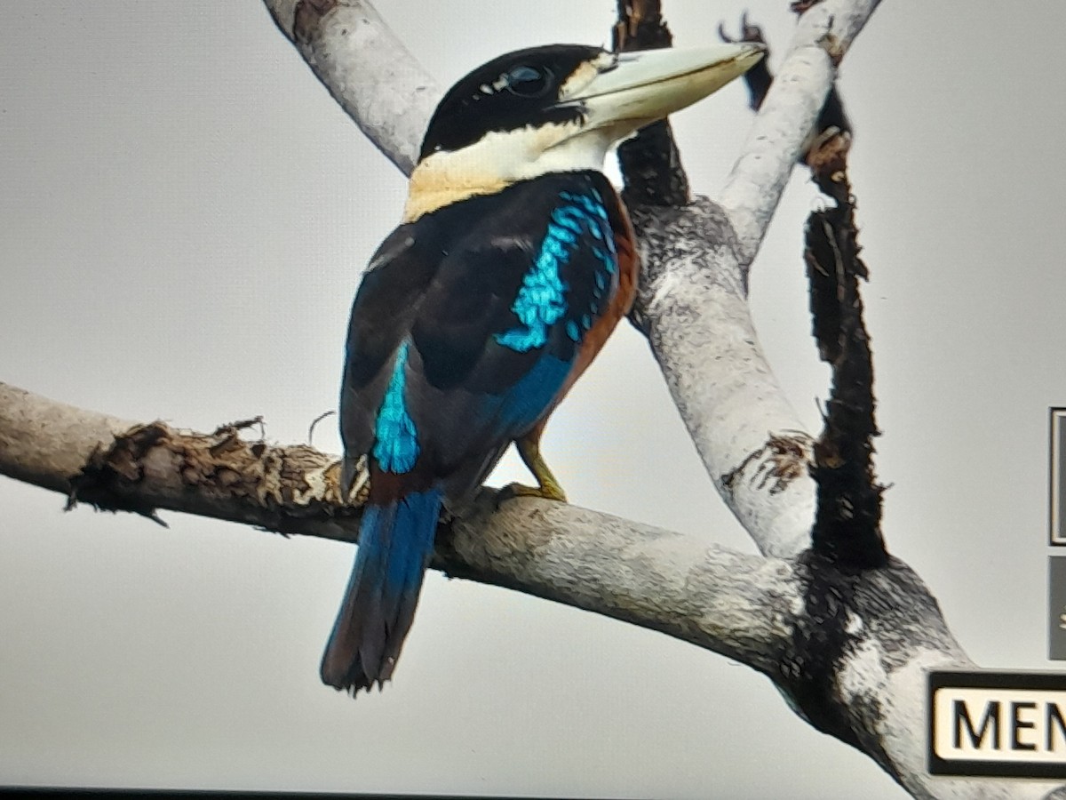 Rufous-bellied Kookaburra - ML641779630