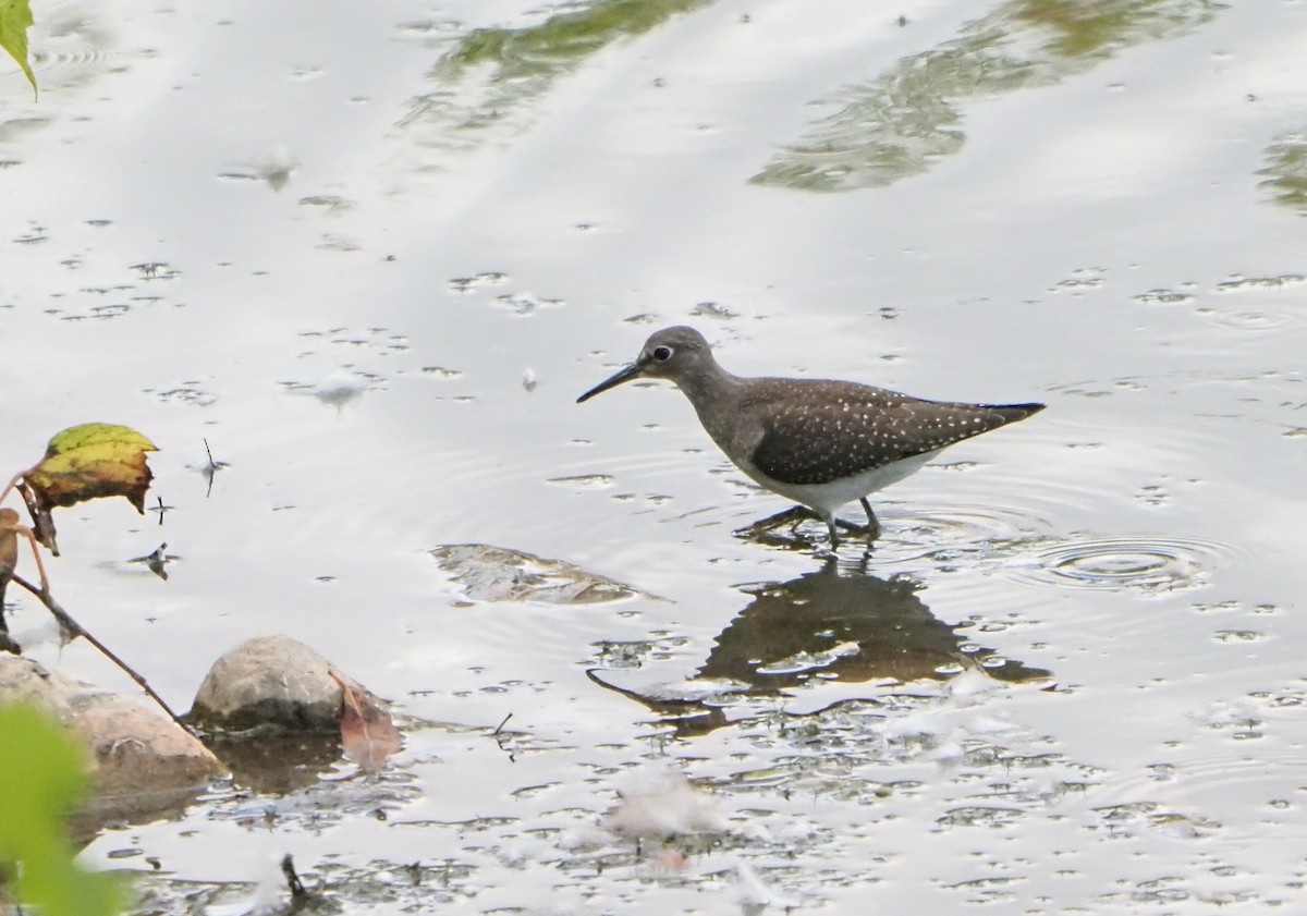 Solitary Sandpiper - ML641779631