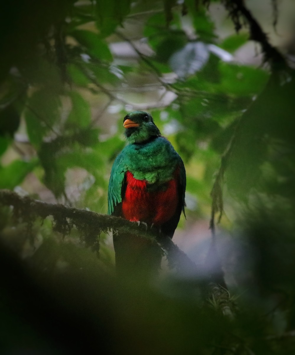 Golden-headed Quetzal - ML641779641