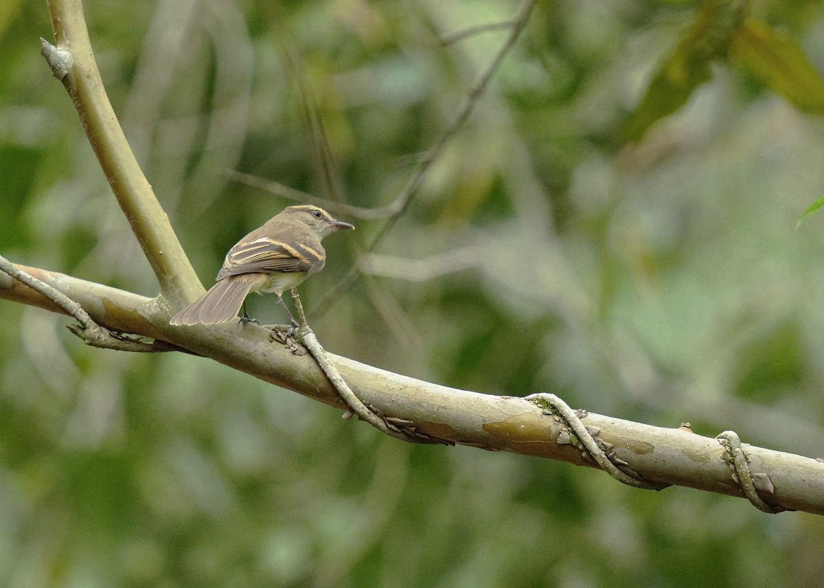 Fuscous Flycatcher - ML641779646