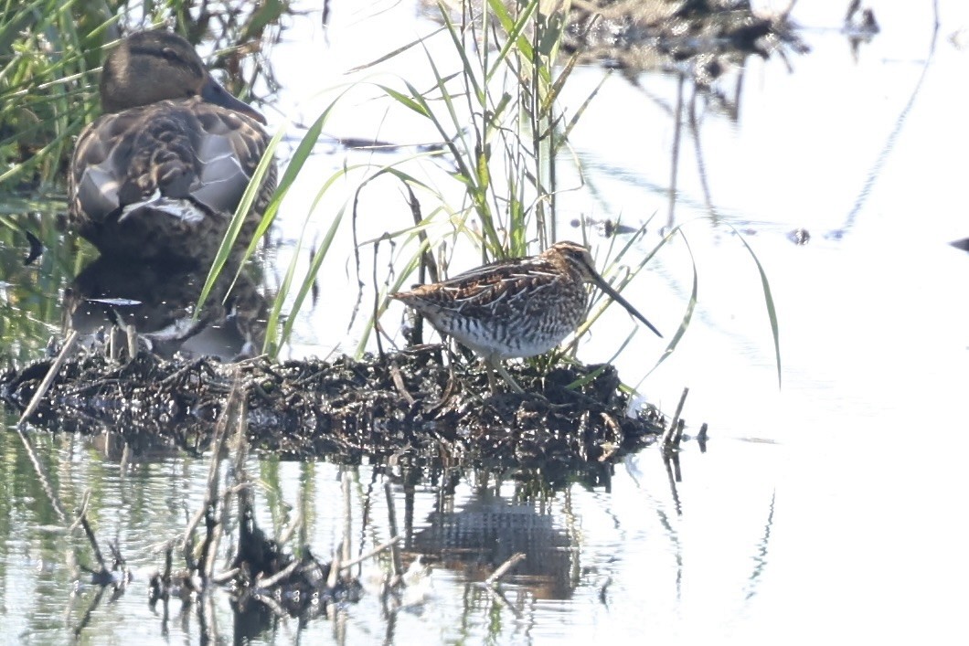 Common Snipe - ML641779679