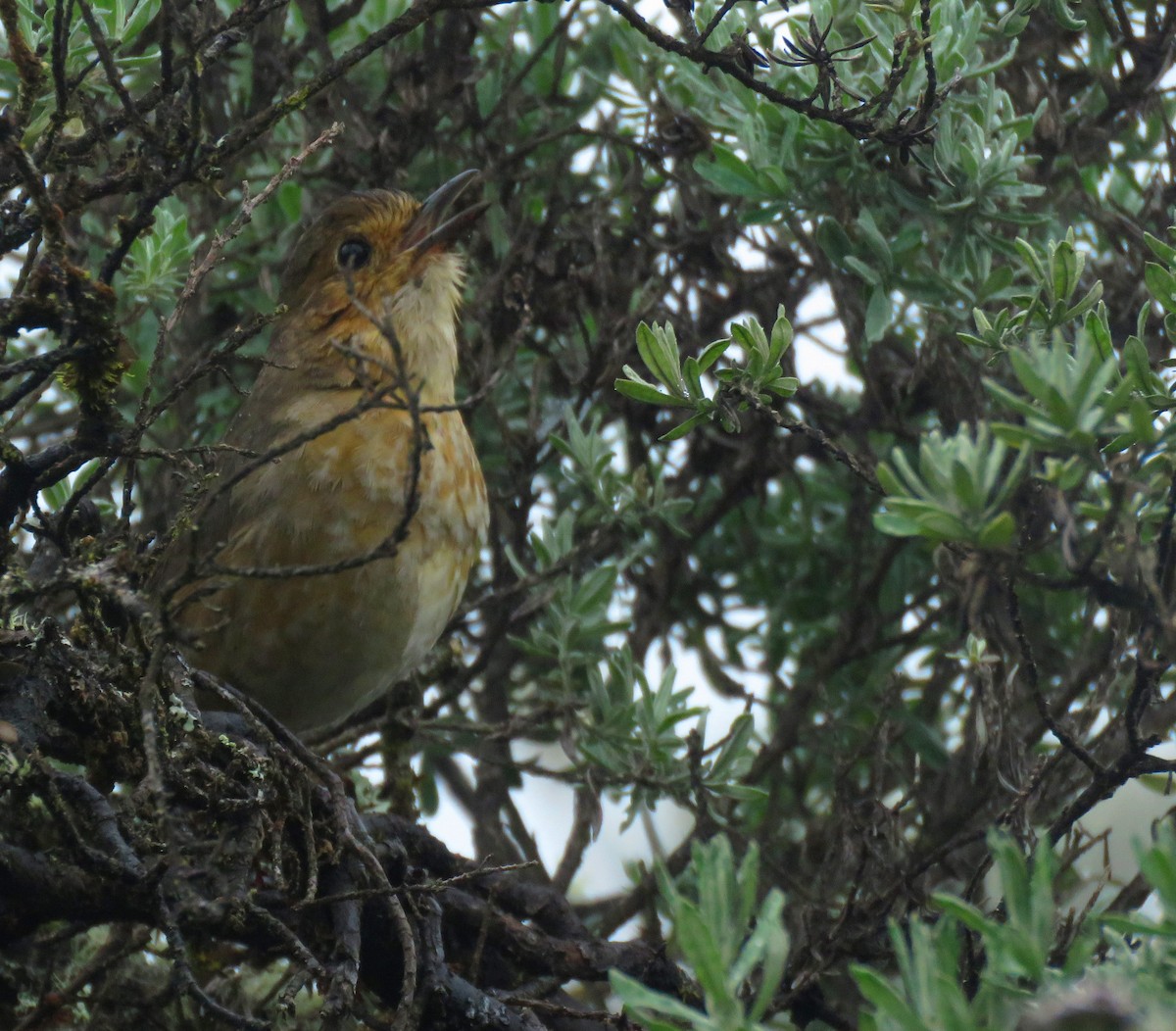 Boyaca Antpitta - ML641779681