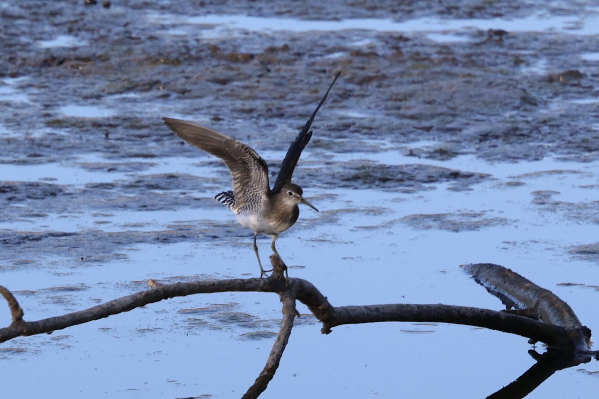 Solitary Sandpiper - ML641779703