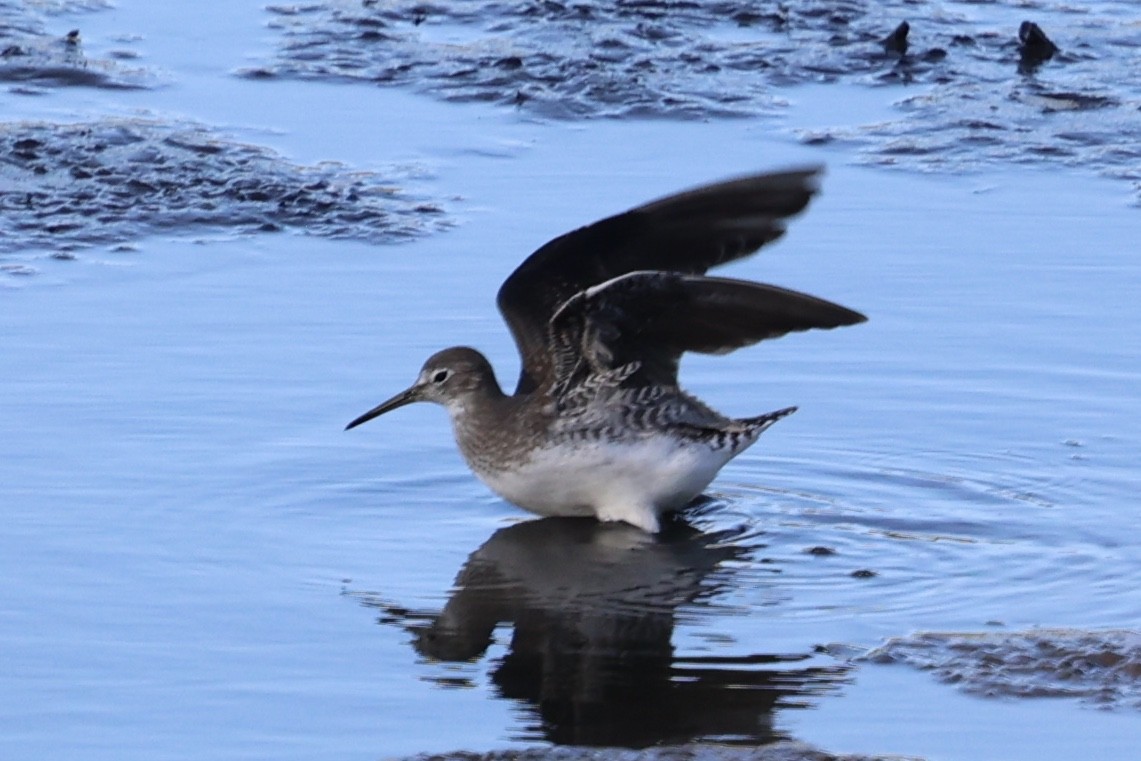Solitary Sandpiper - ML641779704