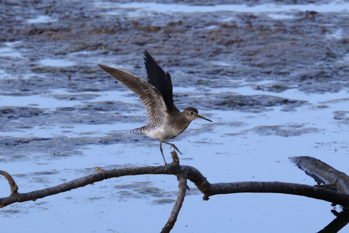 Solitary Sandpiper - ML641779705