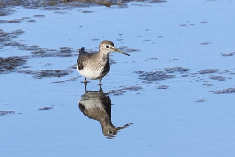 Solitary Sandpiper - ML641779706