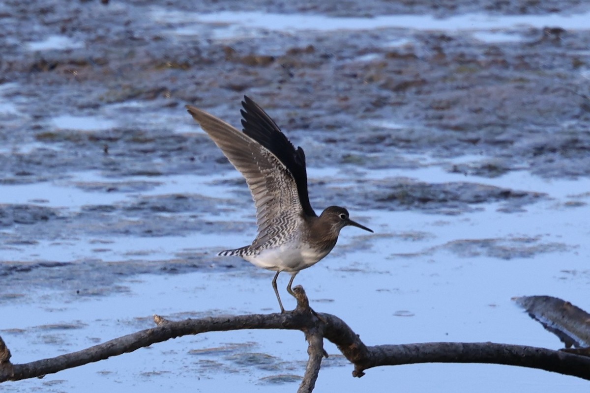 Solitary Sandpiper - ML641779707