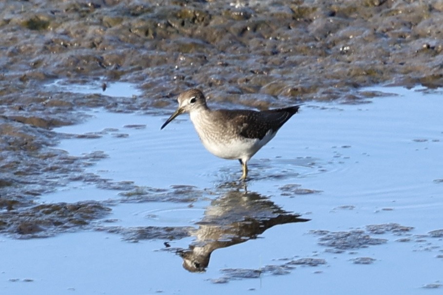Solitary Sandpiper - ML641779708