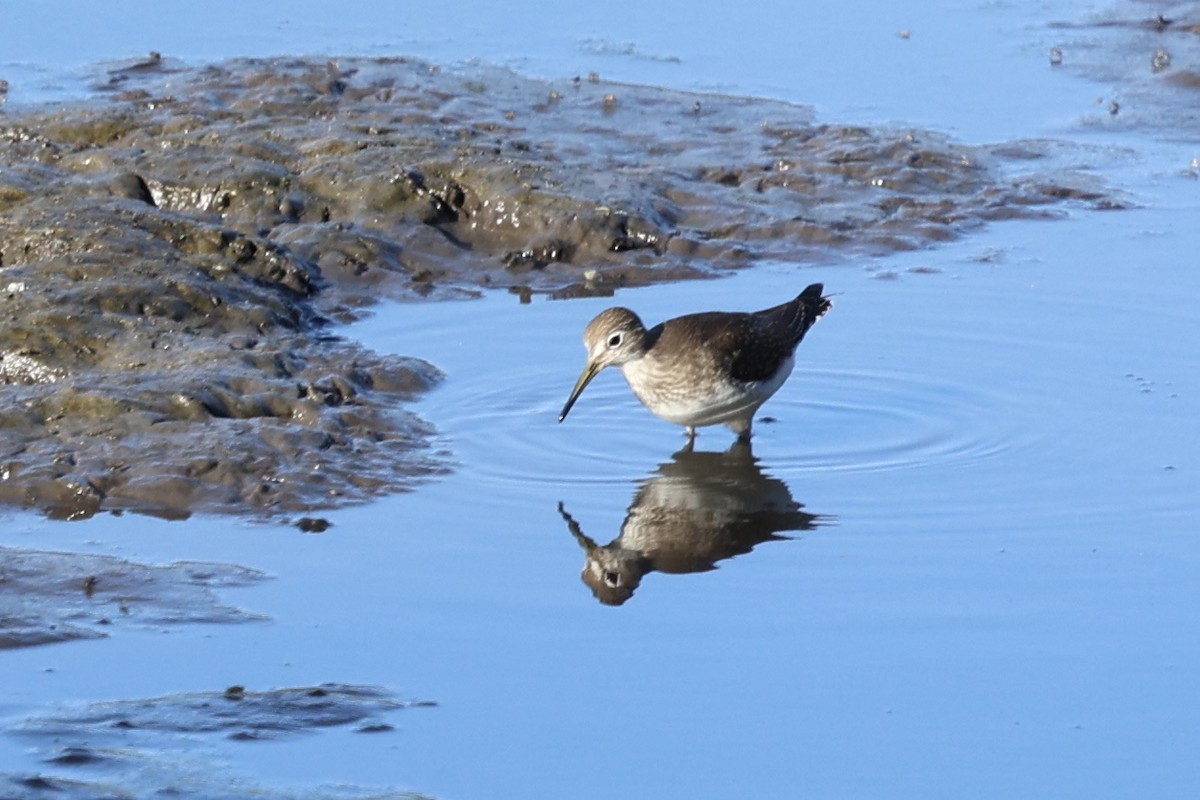 Solitary Sandpiper - ML641779709