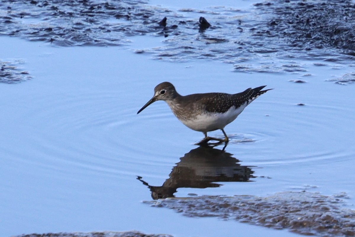 Solitary Sandpiper - ML641779710
