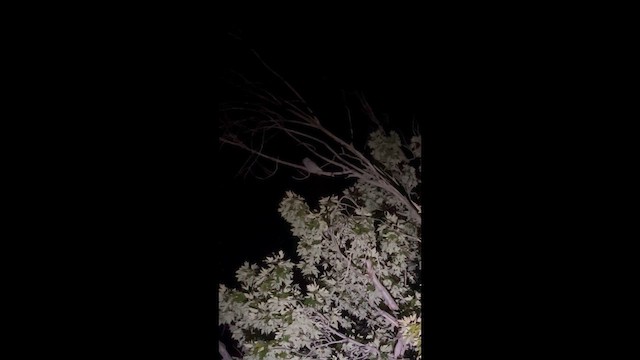 Western Screech-Owl - ML641779714