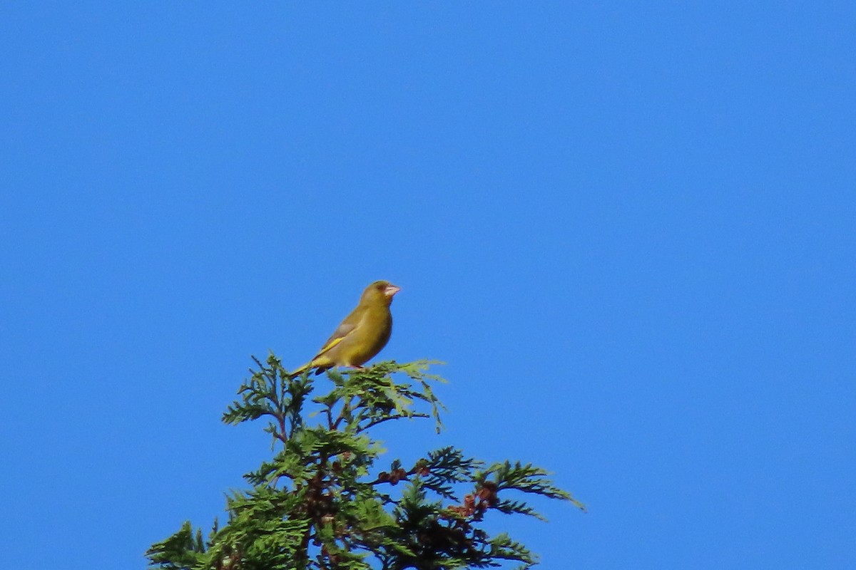 European Greenfinch - ML641779720