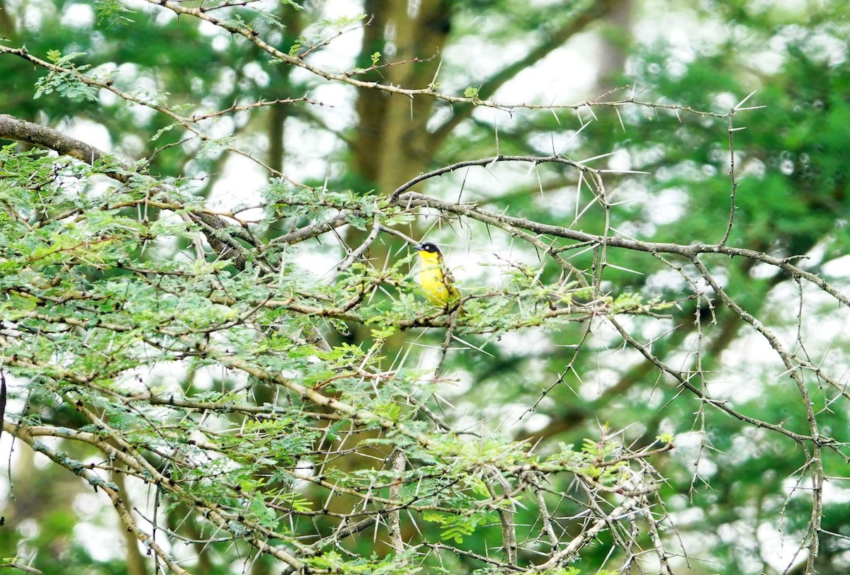 Baglafecht Weaver - ML641779729