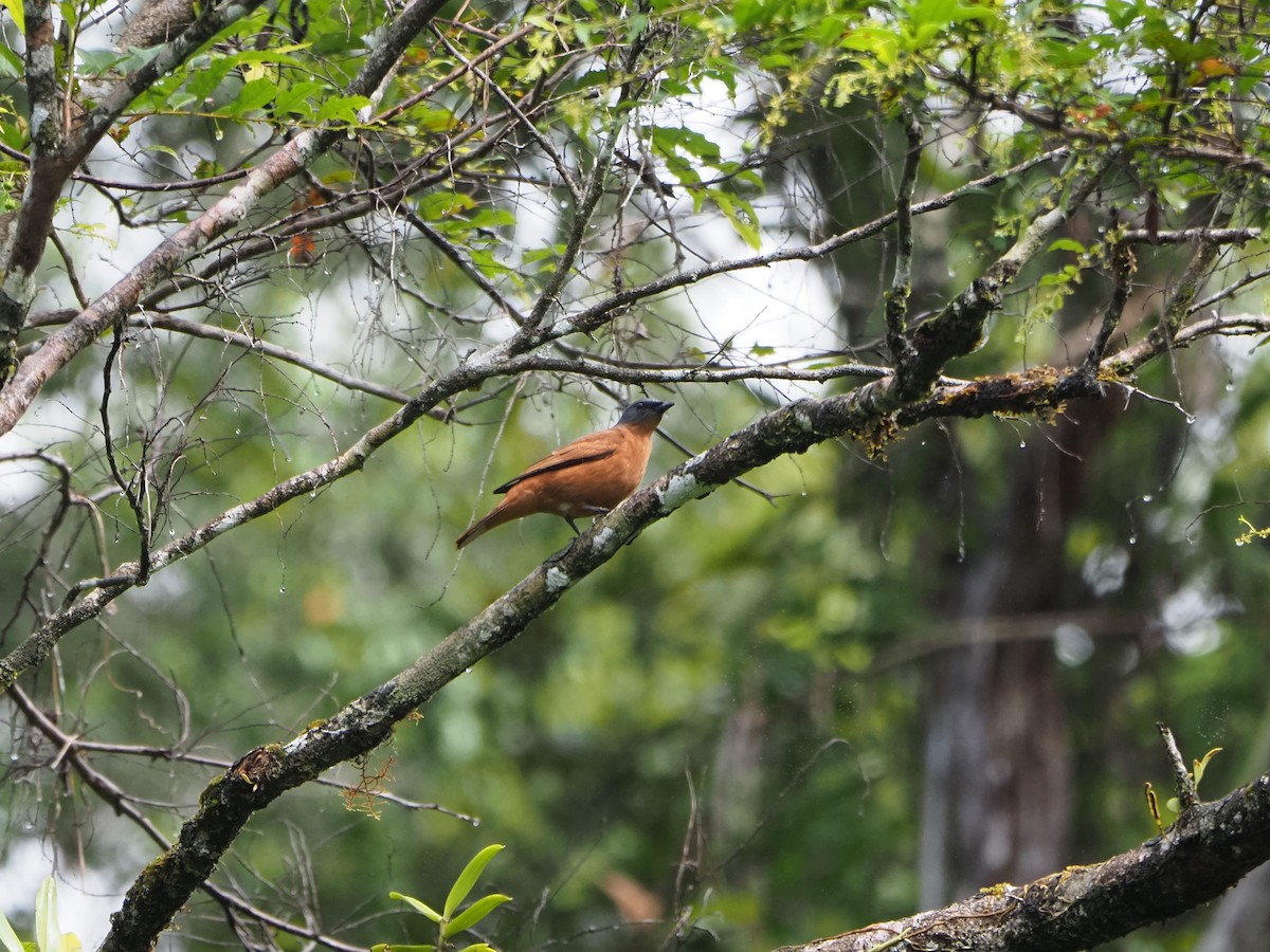 Gray-headed Cicadabird - ML641779757