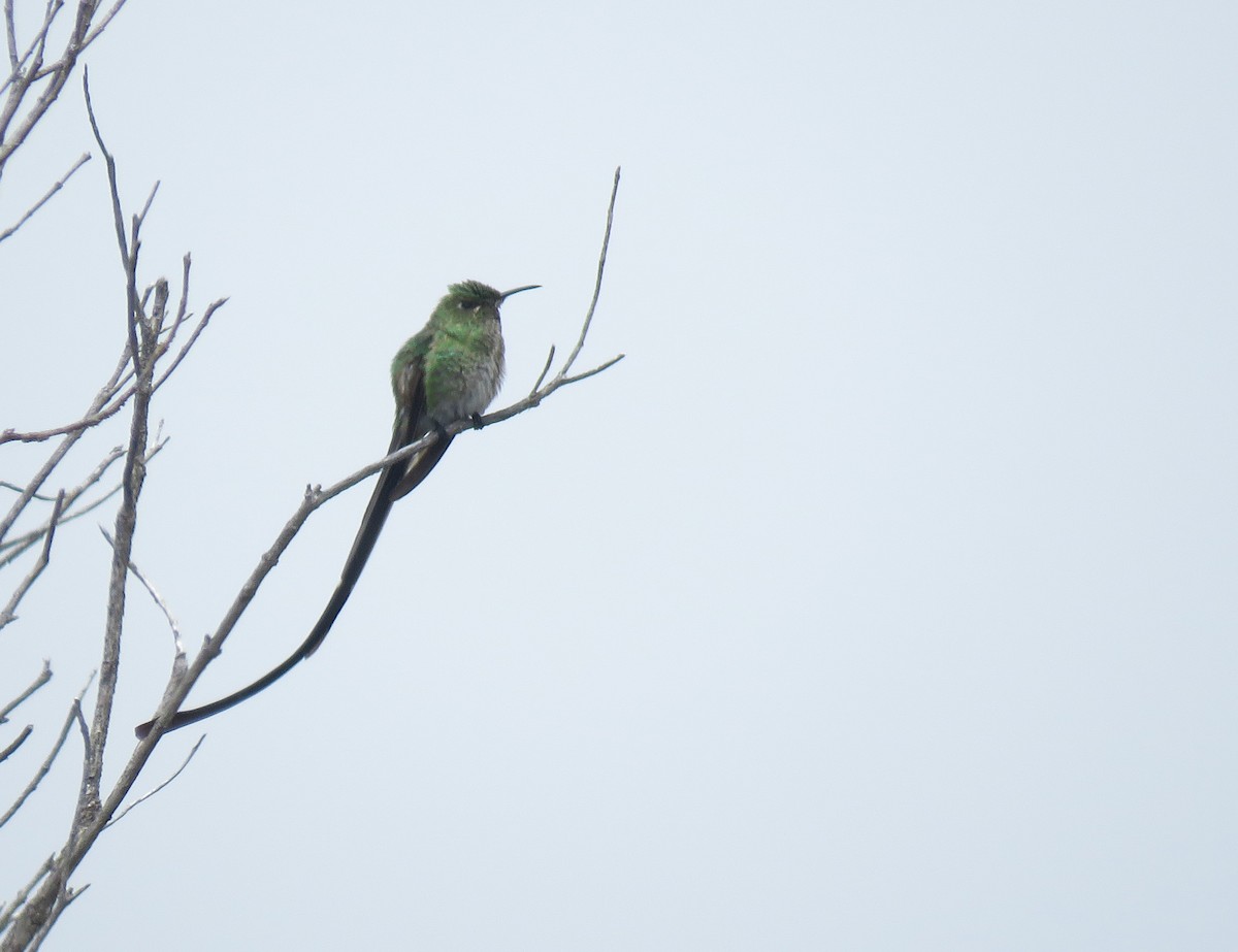 svartslepkolibri - ML641779769