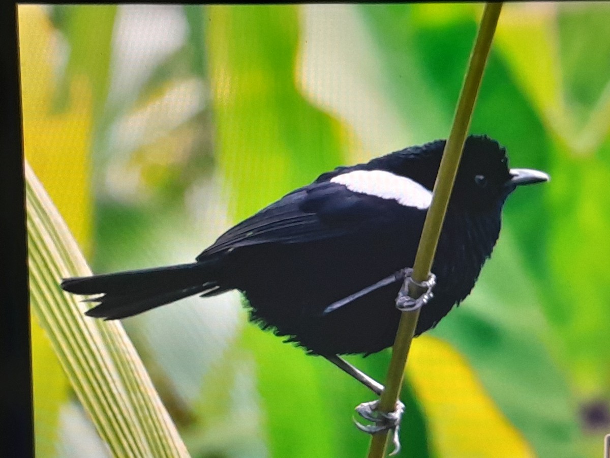 White-shouldered Fairywren - ML641779797