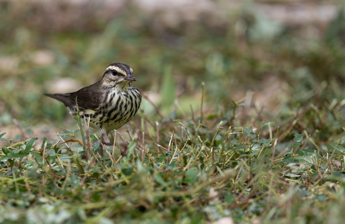 Northern Waterthrush - ML641779806