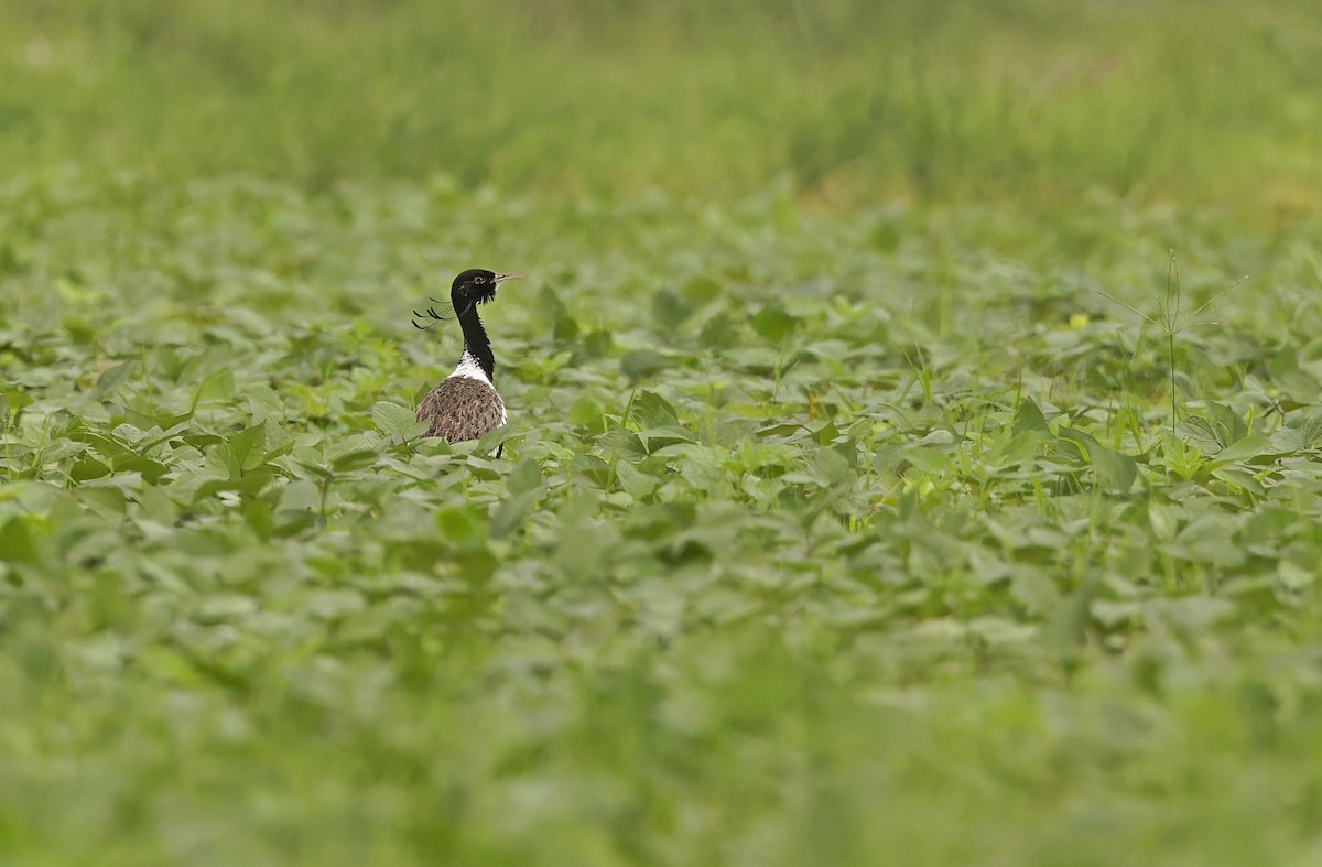 Outarde passarage - ML641779808