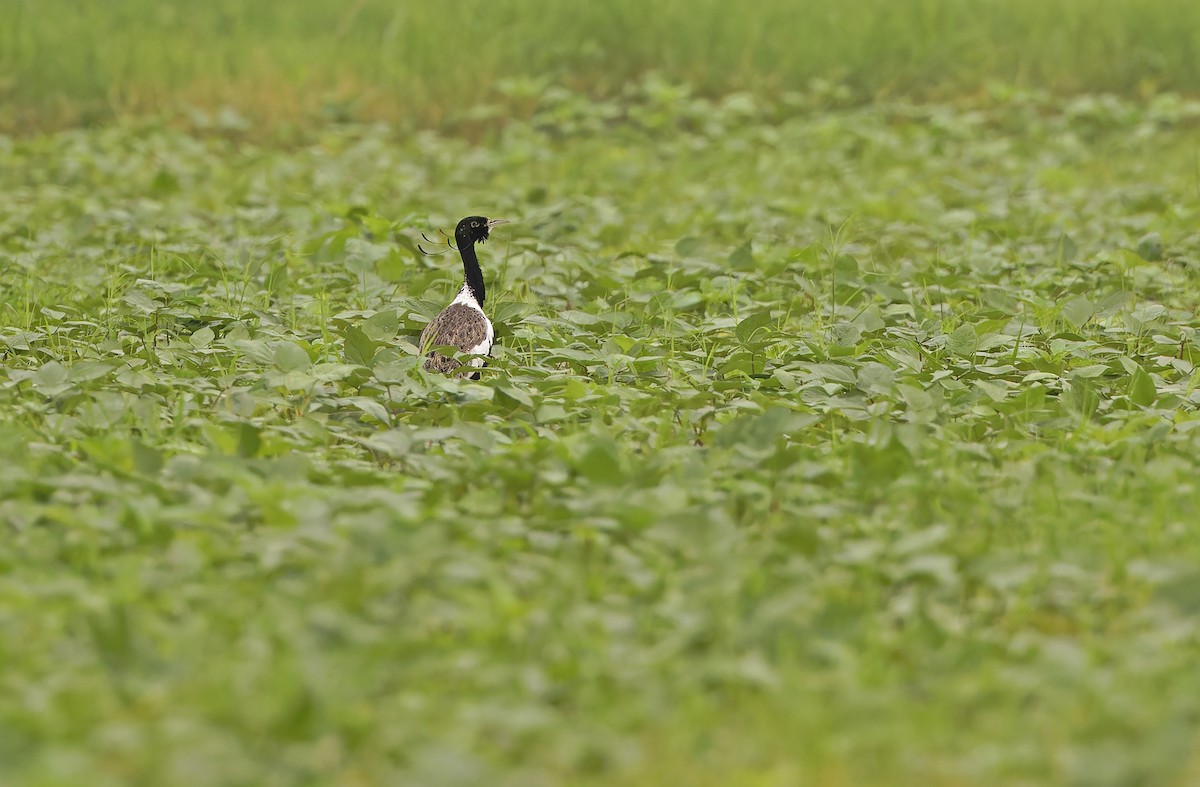 Outarde passarage - ML641779812