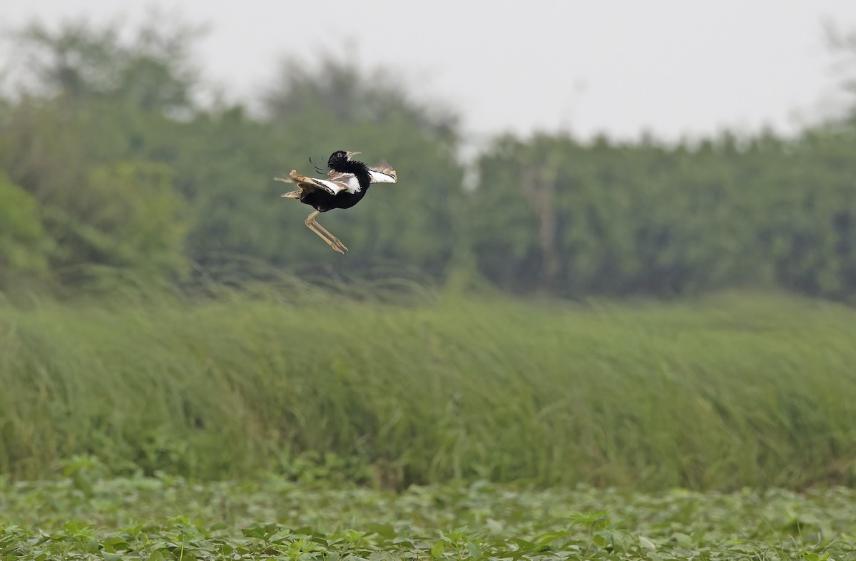 Outarde passarage - ML641779814