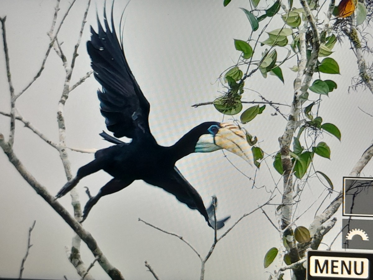 Blyth's Hornbill - ML641779834