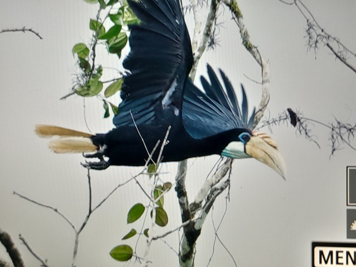 Blyth's Hornbill - ML641779840
