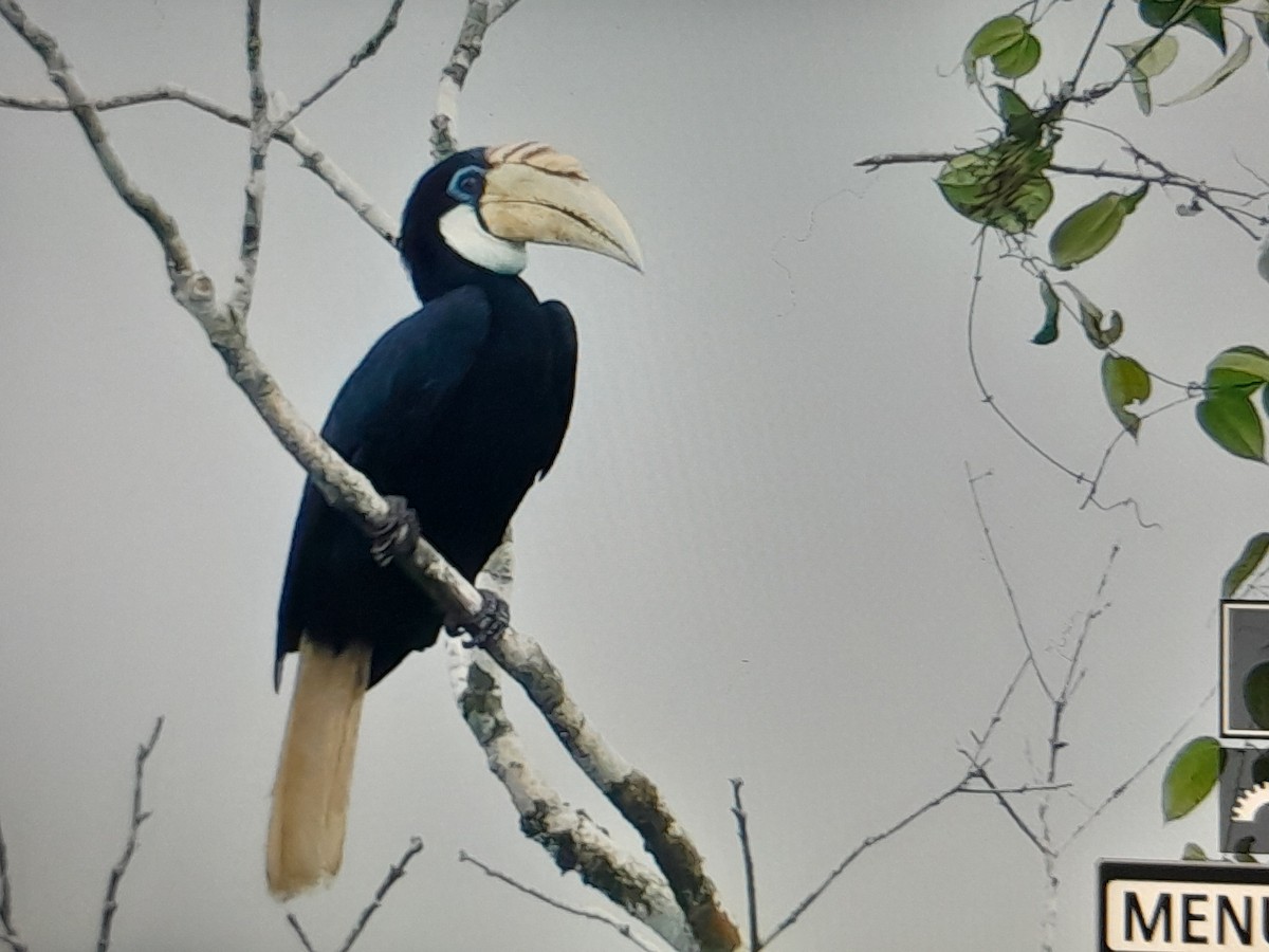 Blyth's Hornbill - ML641779845