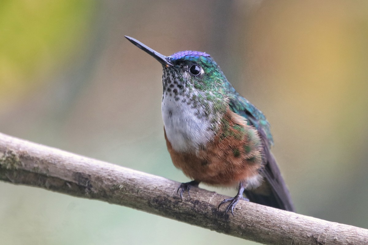 Violet-tailed Sylph - ML641779852