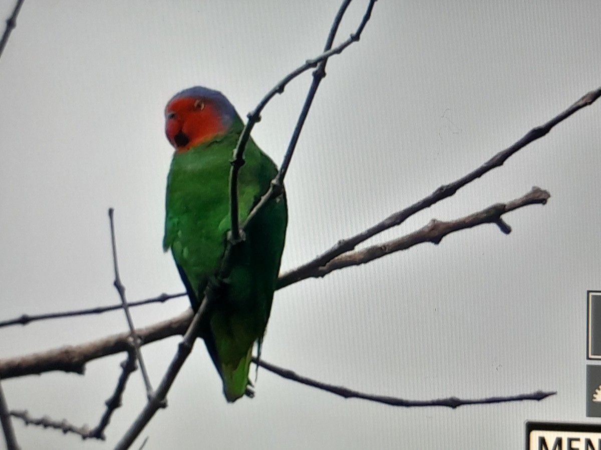 Red-cheeked Parrot - ML641779854