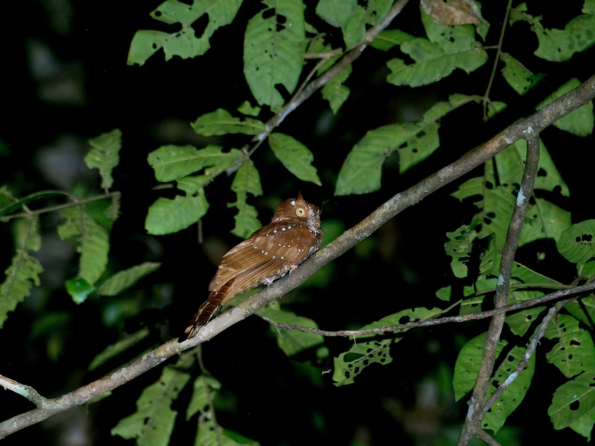 Starry Owlet-nightjar - ML641779855