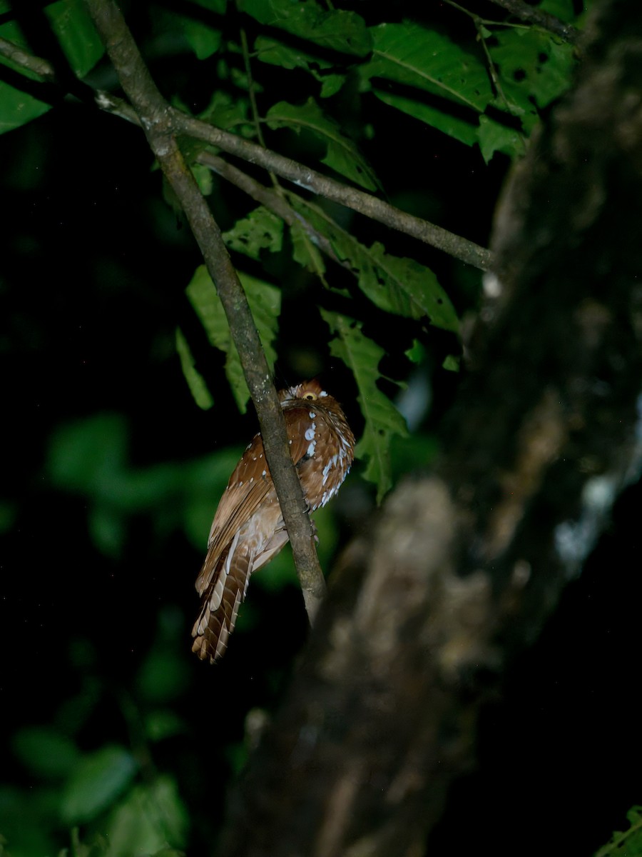 Starry Owlet-nightjar - ML641779856