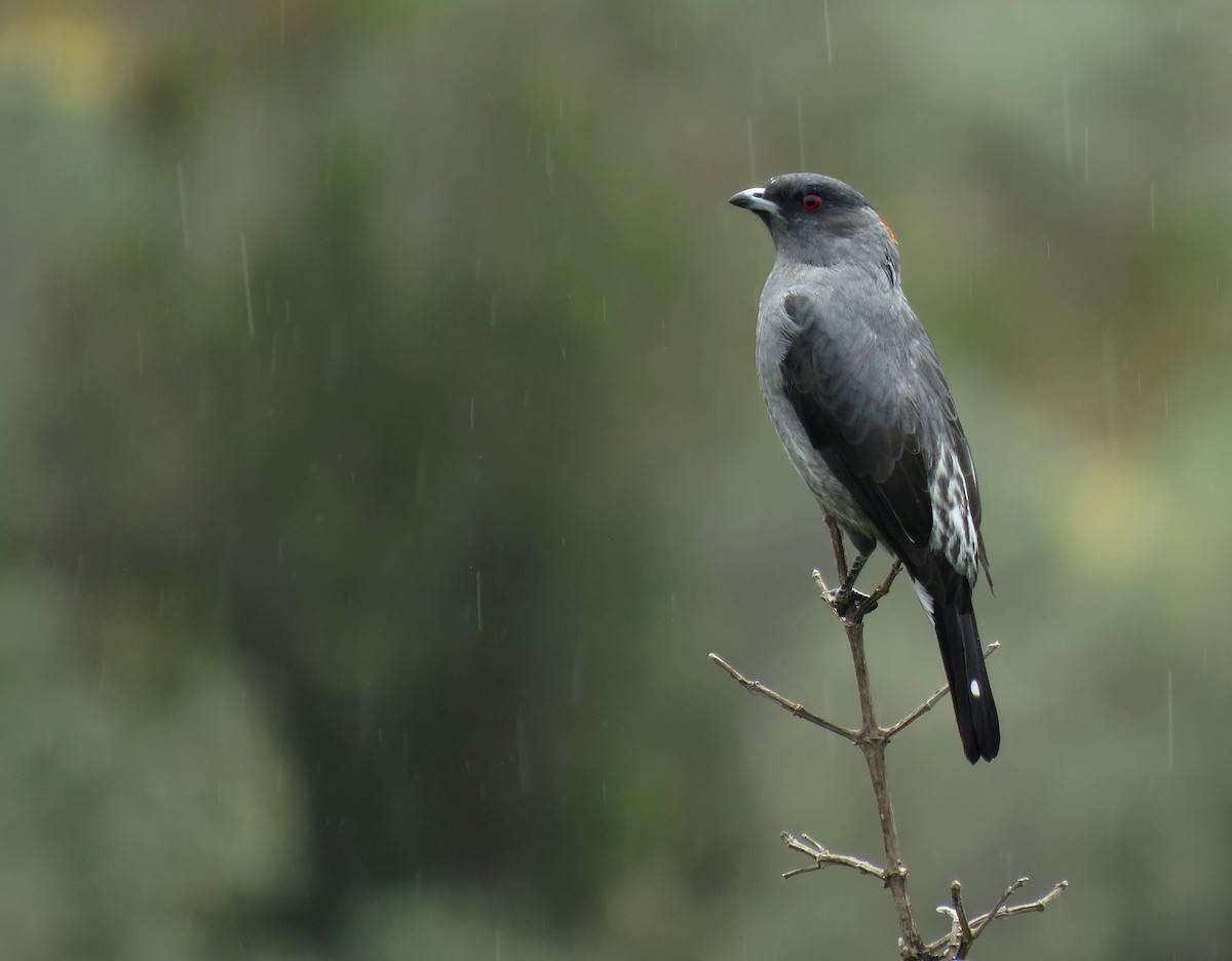 Red-crested Cotinga - ML641779896