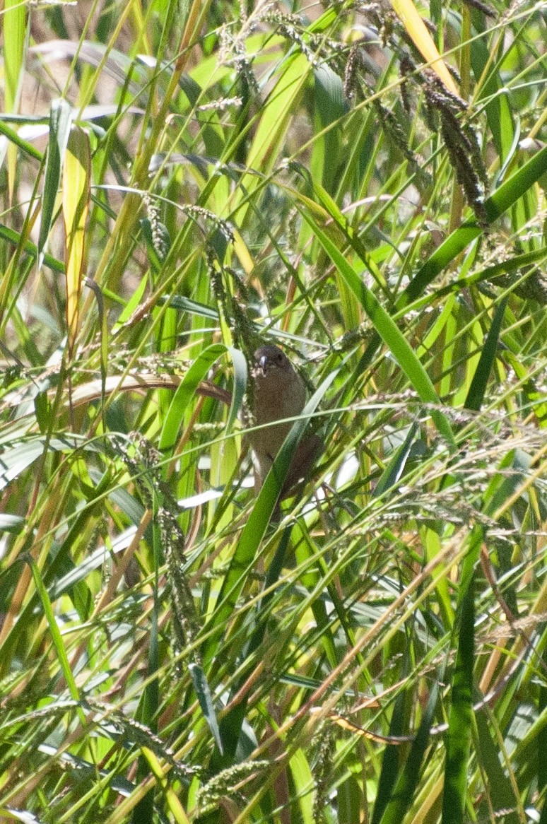 lazulispurv/indigospurv - ML641779906