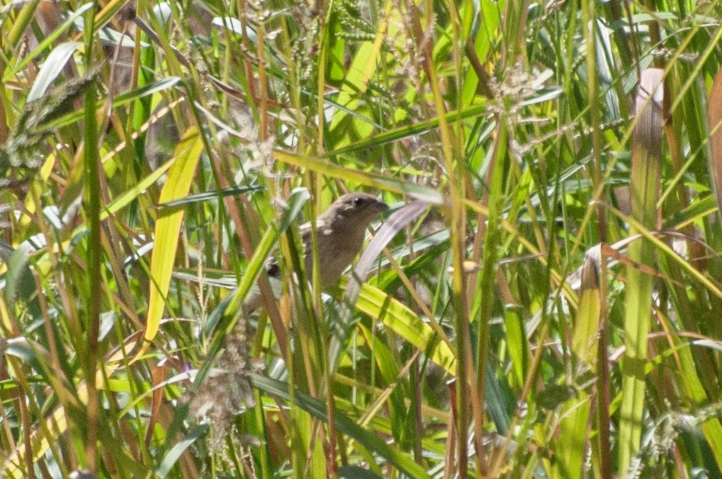 lazulispurv/indigospurv - ML641779907