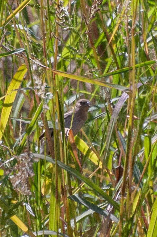 lazulispurv/indigospurv - ML641779908