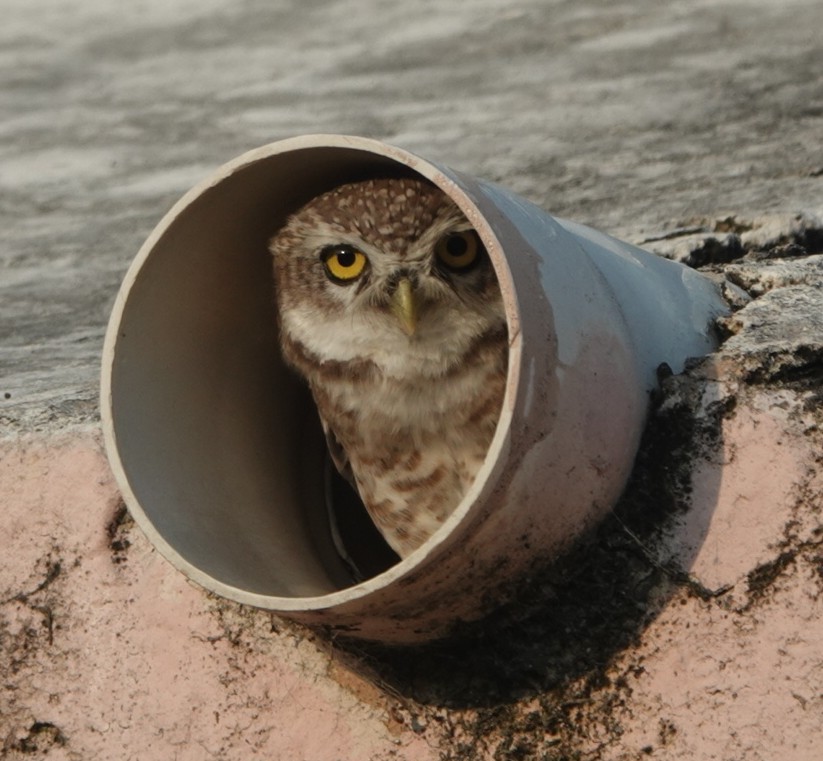 Spotted Owlet - ML641779947