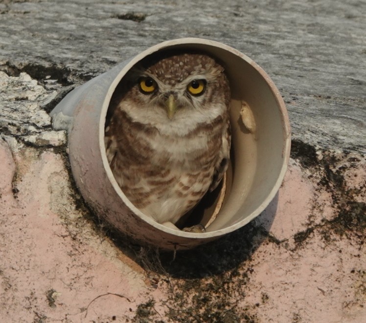 Spotted Owlet - ML641779948