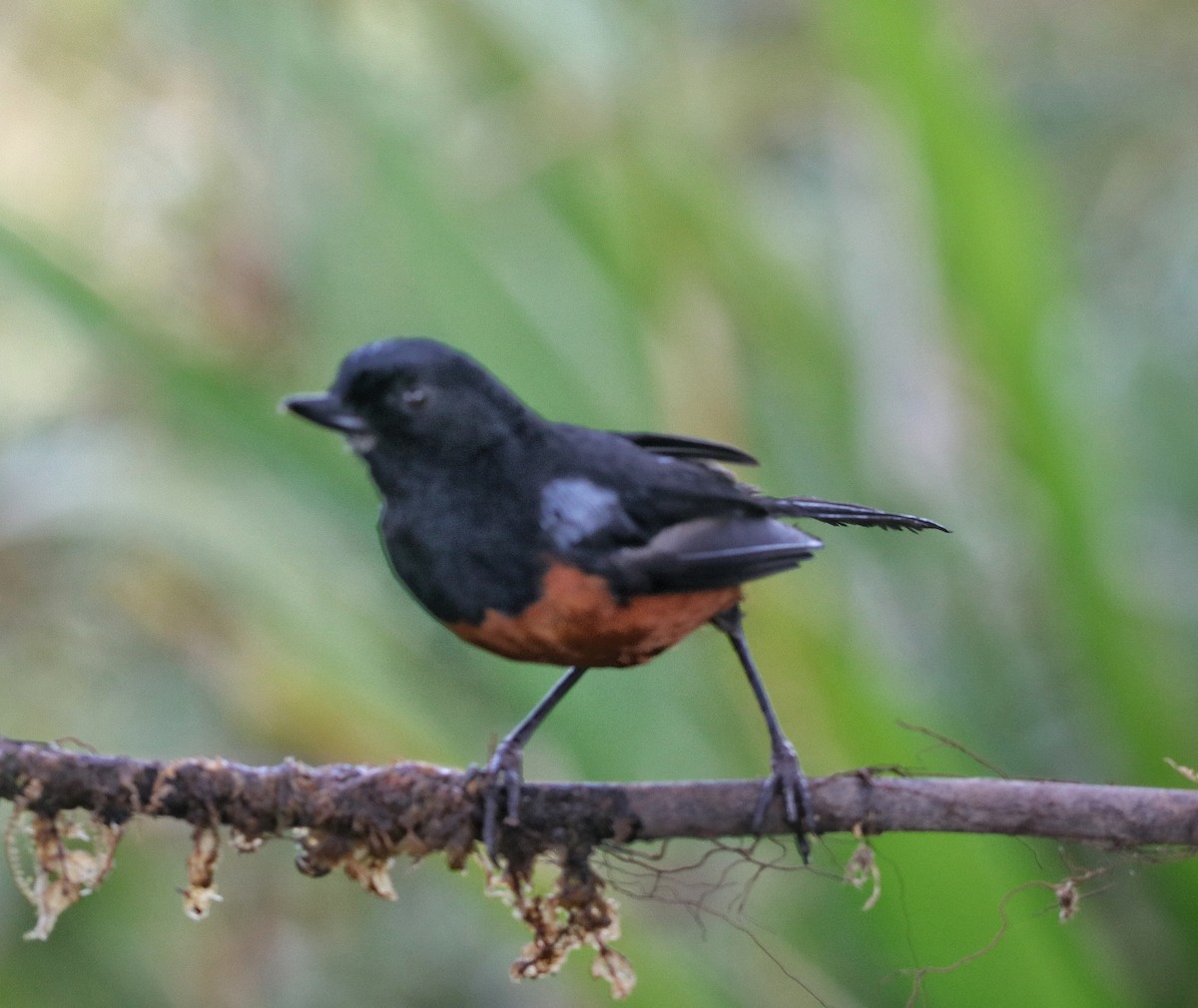 Chestnut-bellied Flowerpiercer - ML641779950