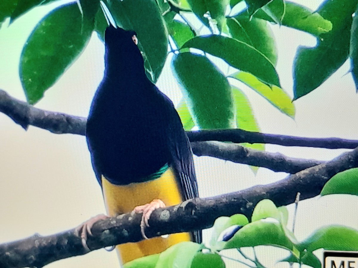Twelve-wired Bird-of-Paradise - ML641779951